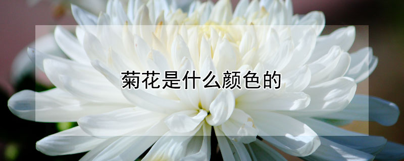 菊花是什么颜色的 菊花是什么颜色的最好