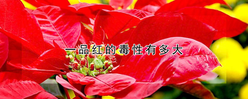 一品红的毒性有多大 一品红对人体的危害