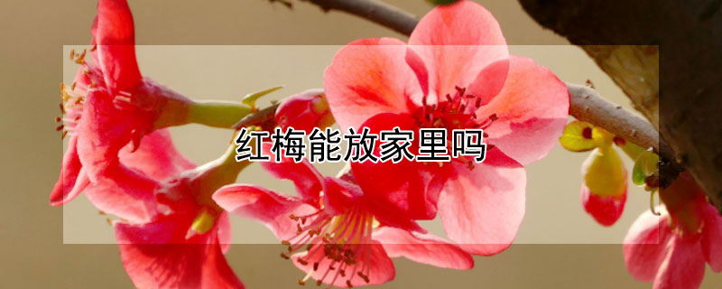 红梅能放家里吗 红梅可以放卧室吗?