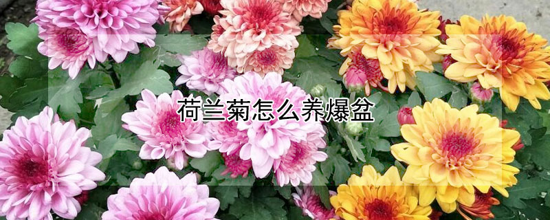 荷兰菊怎么养爆盆（荷兰菊怎么养爆盆视频）