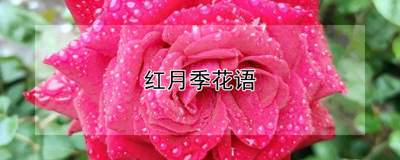 红月季花语（红月季花语寓意）