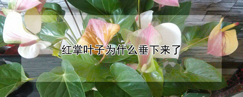 红掌叶子为什么垂下来了（红掌叶子为什么垂下来了怎么回事）