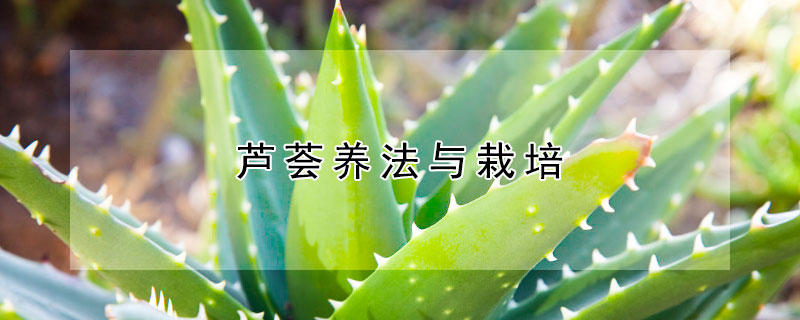 芦荟养法与栽培（养芦荟的三大忌）