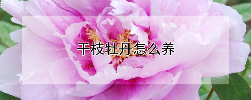 干枝牡丹怎么养 干枝牡丹怎么养护和管理