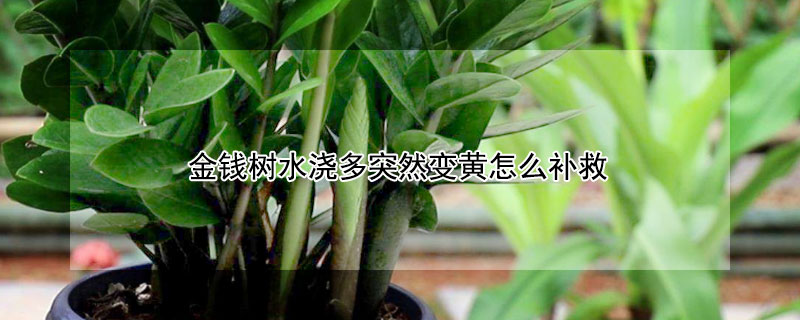 金钱树水浇多突然变黄怎么补救 金钱树浇水过多什么症状