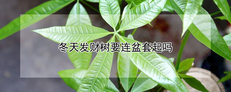 冬天发财树要连盆套起吗（发财树冬天需要浇水吗?）