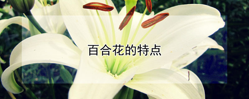 百合花的特点（百合花的特点简单描述）