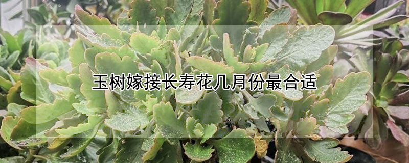 玉树嫁接长寿花几月份最合适（玉树嫁接长寿花几月份最合适呢）