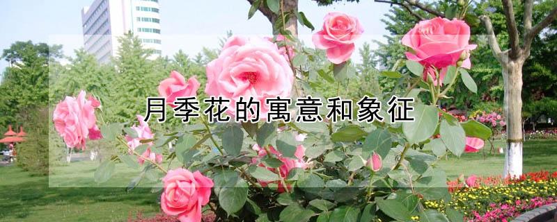 月季花的寓意和象征 月季花的寓意和象征还有介绍