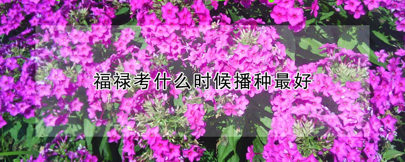 福禄考什么时候播种最好（福禄考什么时候开花）