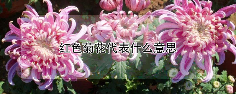 红色菊花代表什么意思 红色菊花代表什么意思和含义