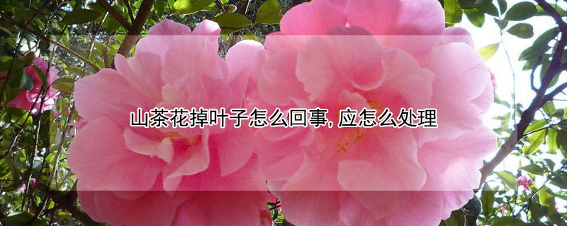 山茶花掉叶子怎么回事,应怎么处理 山茶花掉叶子怎么办?