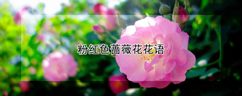 粉红色蔷薇花花语（粉红色的蔷薇花）