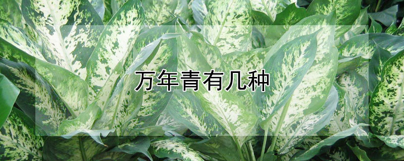 万年青有几种（万年青有几种?）