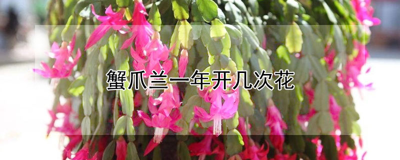 蟹爪兰一年开几次花（蟹爪兰一年开几次花几月份开）