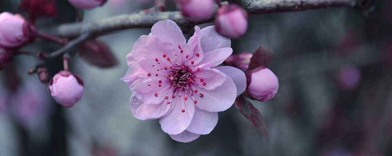 桃花的花语 桃花的花语和寓意