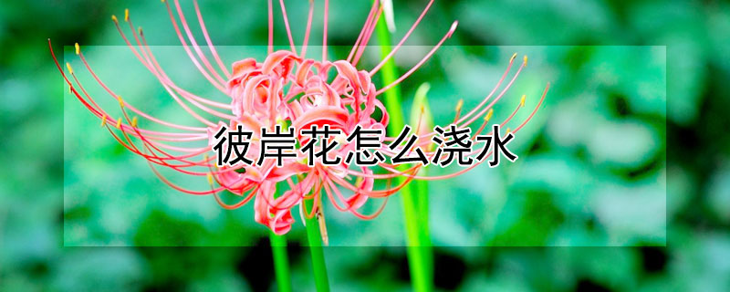 彼岸花怎么浇水 彼岸花怎么浇水视频