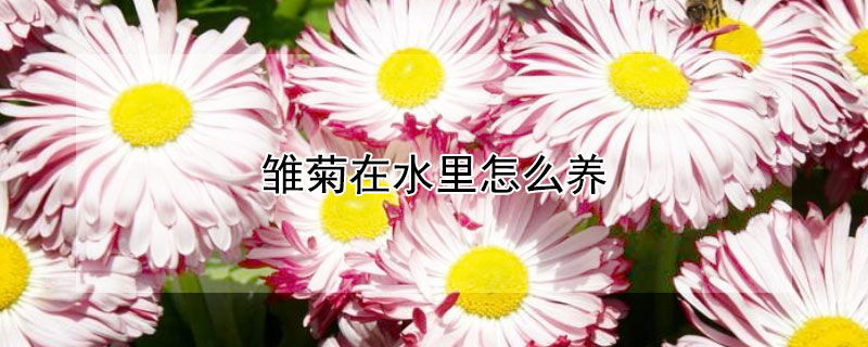 雏菊在水里怎么养（雏菊在水里怎么养护）