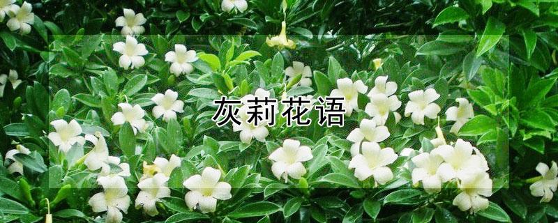 灰莉花语 灰莉花的寓意