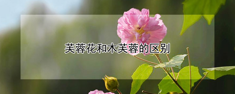 芙蓉花和木芙蓉的区别 芙蓉花和木芙蓉花的区别