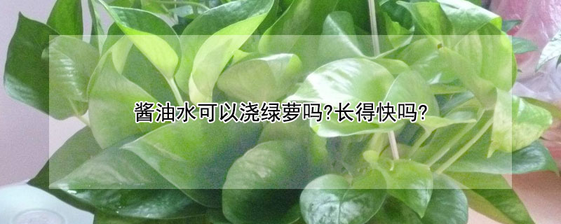 酱油水可以浇绿萝吗?长得快吗?（酱油水可以浇绿萝吗?长得快吗为什么）