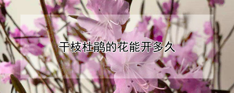 干枝杜鹃的花能开多久 干枝杜鹃花期能开多久