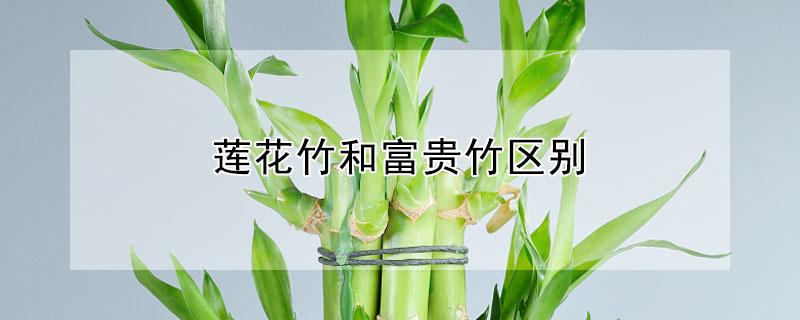 莲花竹和富贵竹区别 莲花竹和富贵竹的区别