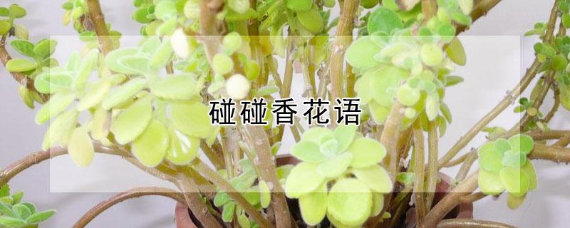 碰碰香花语（碰碰香花语寓意）