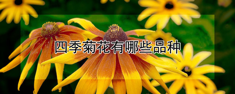 四季菊花有哪些品种 四季菊花有哪些品种图片