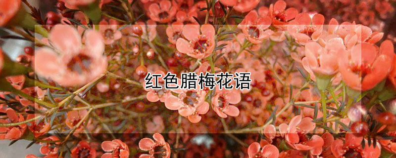 红色腊梅花语（红色腊梅花语是什么）