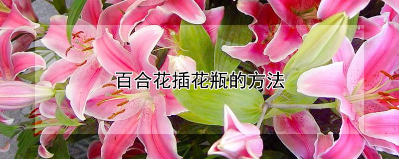 百合花插花瓶的方法（百合花鲜花水养方法）