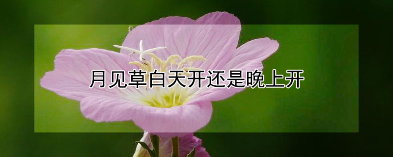 月见草白天开还是晚上开 月见草白天开花吗