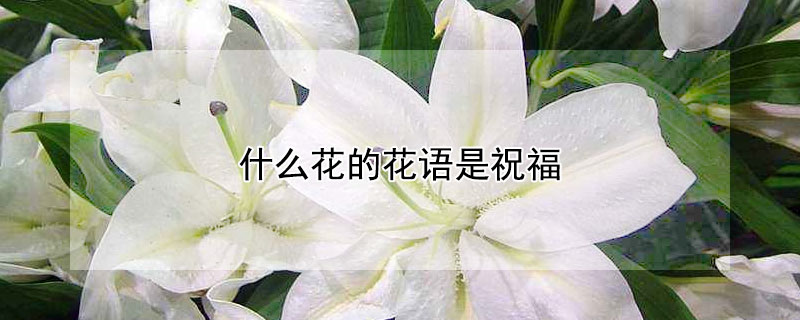 什么花的花语是祝福（什么花的花语是祝福别人幸福）