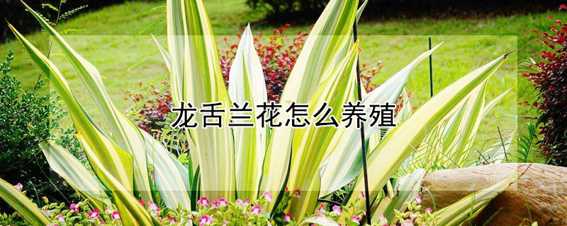 龙舌兰花怎么养殖 龙舌兰怎么养才能更旺盛