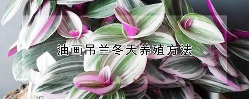 油画吊兰冬天养殖方法 油画吊兰冬天养殖方法图解