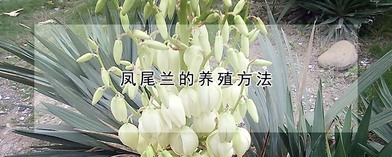 凤尾兰的养殖方法（凤尾兰的养殖方法和管理）