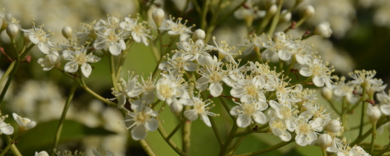 石楠花花语（石楠花花语yue）