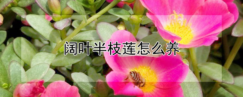 阔叶半枝莲怎么养（阔叶半枝莲的食用方法）