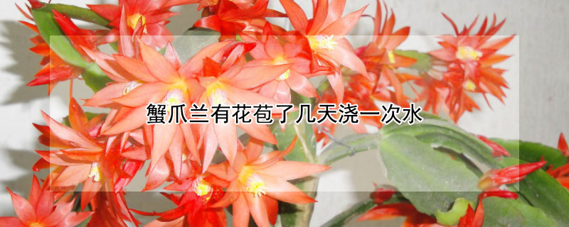 蟹爪兰有花苞了几天浇一次水 蟹爪兰用什么肥料最好