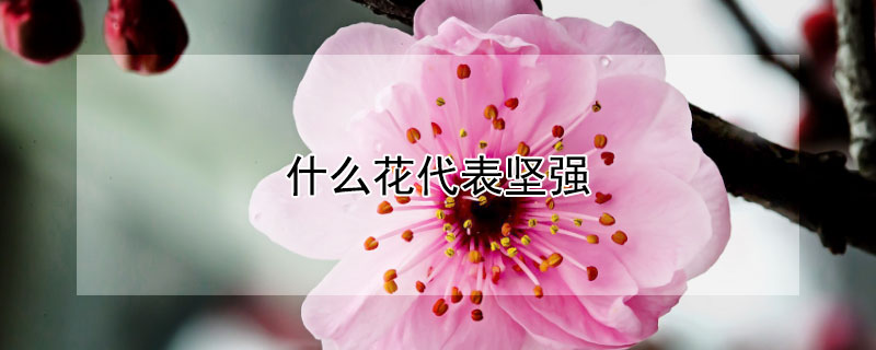 什么花代表坚强 什么花代表坚强和勇敢