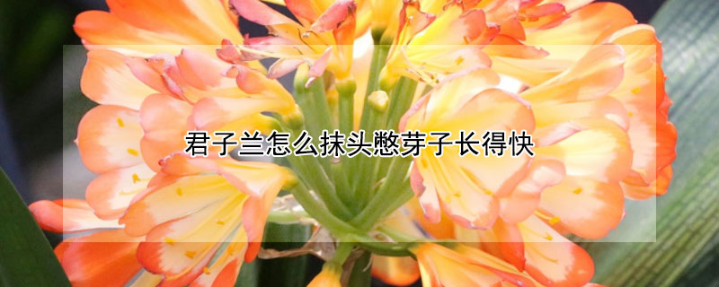 君子兰怎么抹头憋芽子长得快 君子兰抺头憋出芽后老橛子怎么办