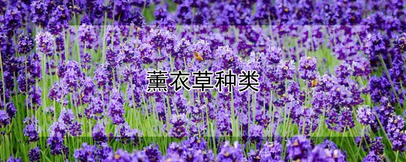 薰衣草种类（薰衣草种类及图片大全）