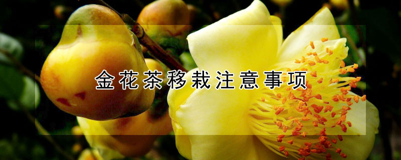金花茶移栽注意事项（金花茶移栽注意事项和方法）