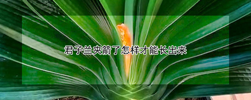 君子兰夹箭了怎样才能长出来（君子兰夹箭的原因及处理方法）
