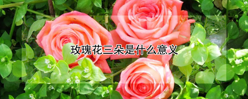 玫瑰花三朵是什么意义 玫瑰花三朵的花语