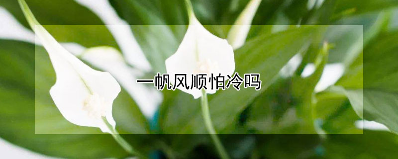一帆风顺怕冷吗（一帆风顺盆栽怕冷吗）