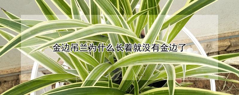 金边吊兰为什么长着就没有金边了 金边吊兰为什么长着就没有金边了呢