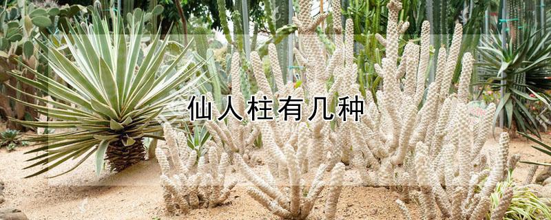 仙人柱有几种（仙人柱有几种图片）