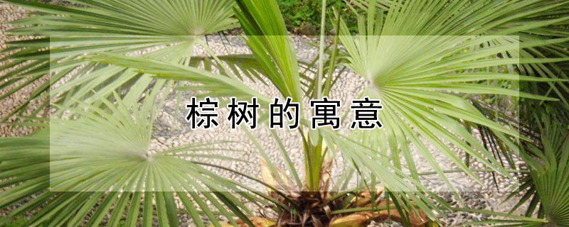 棕树的寓意 棕树的寓意及花语