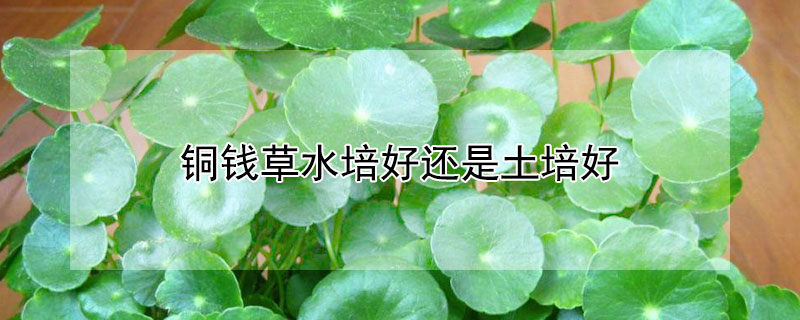 铜钱草水培好还是土培好 如何养好铜钱草水培
